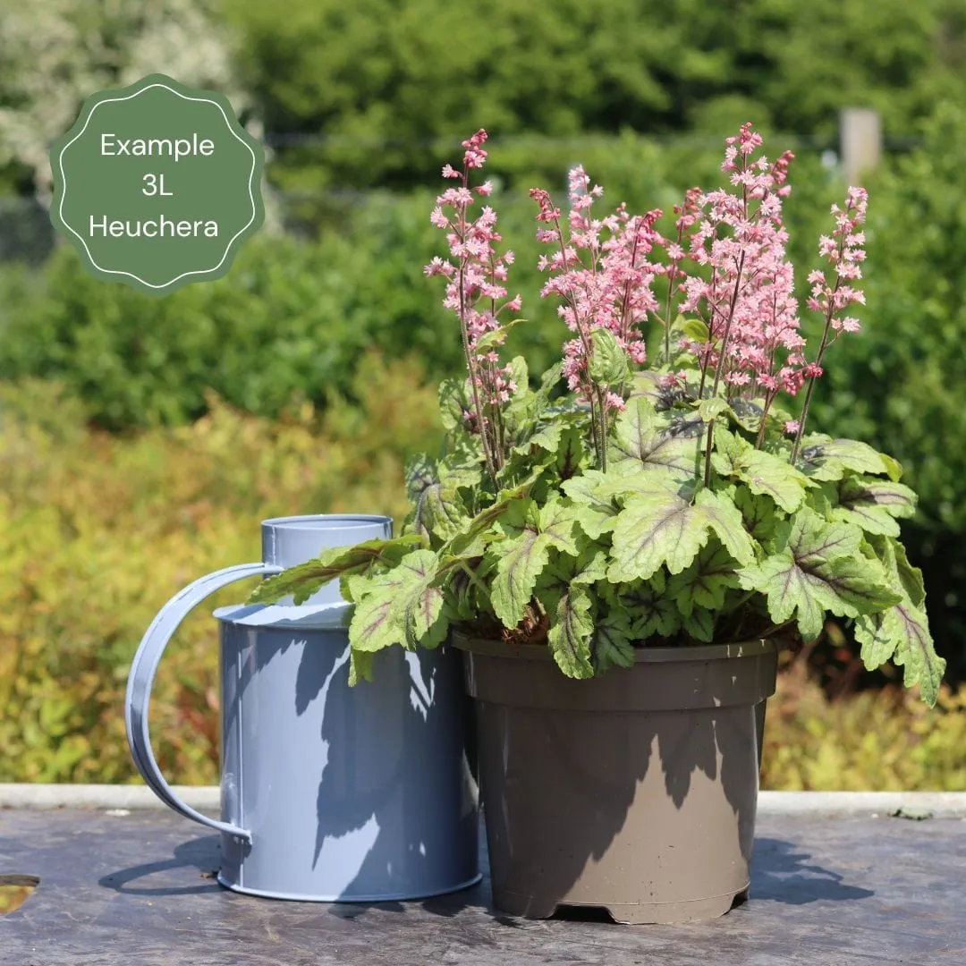Heuchera 'Timeless Night'